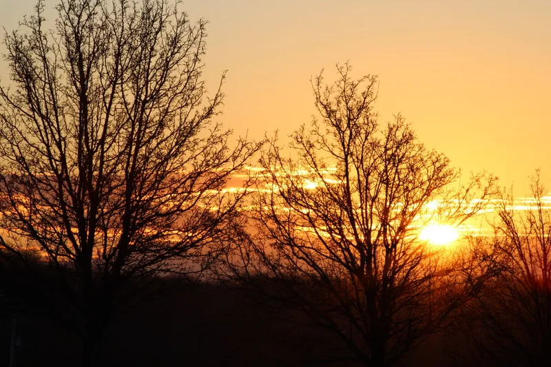 Bare tree branches silhouetted against a gold and orange sunrise sky